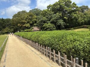 後楽園の茶畑沿いの園路