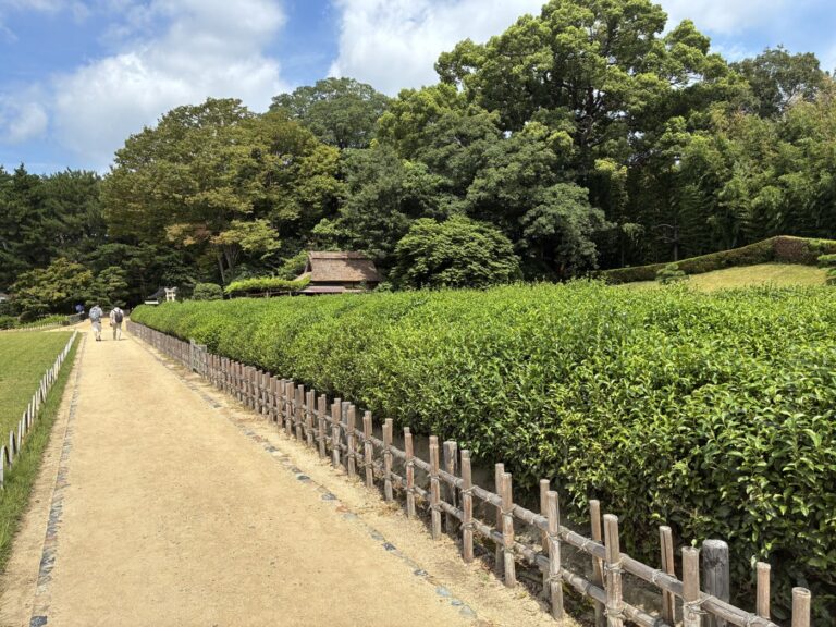 後楽園の茶畑沿いの園路